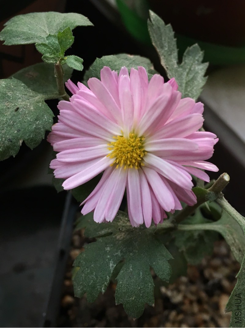 130955cfdbvjfqk00088ss.jpg