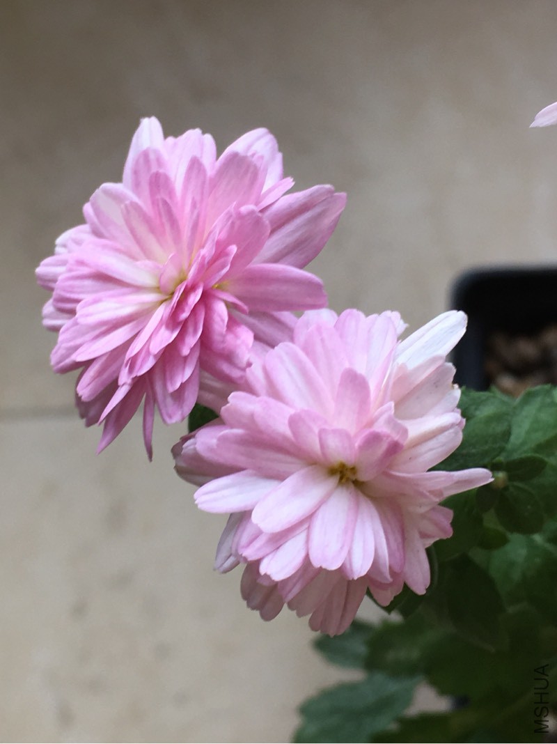 130956eslckcnp21lblecn.jpg