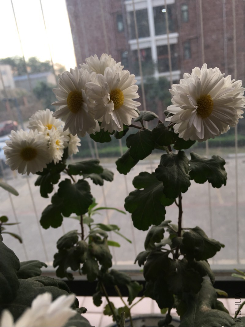 132130xoec7cewh1h633s1.jpg