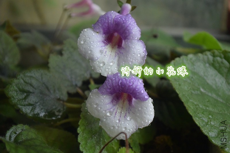 DSC_1627_����.jpg