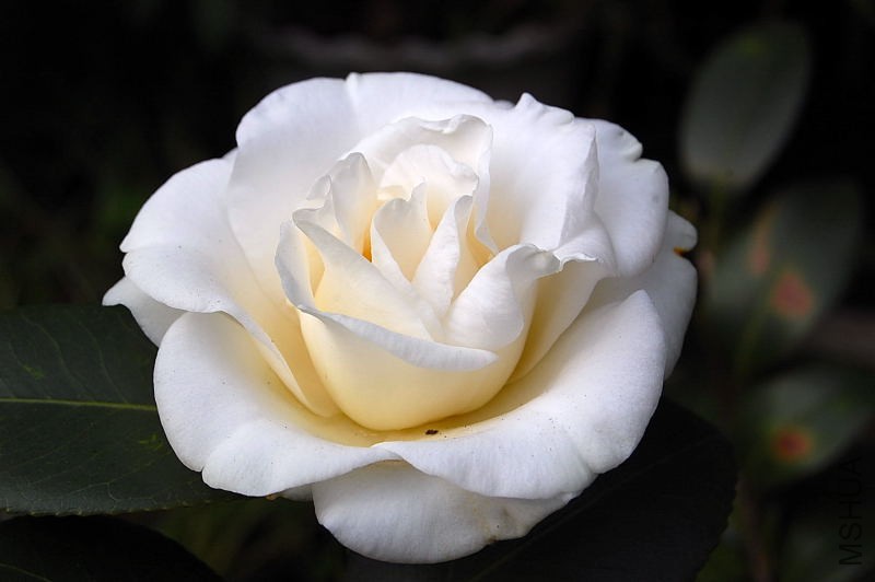DSC_93130042.JPG