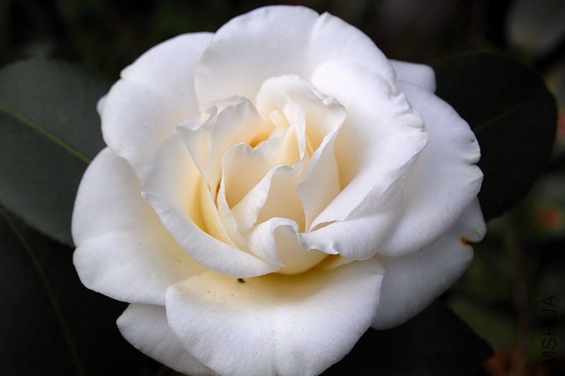 DSC_93120041.JPG