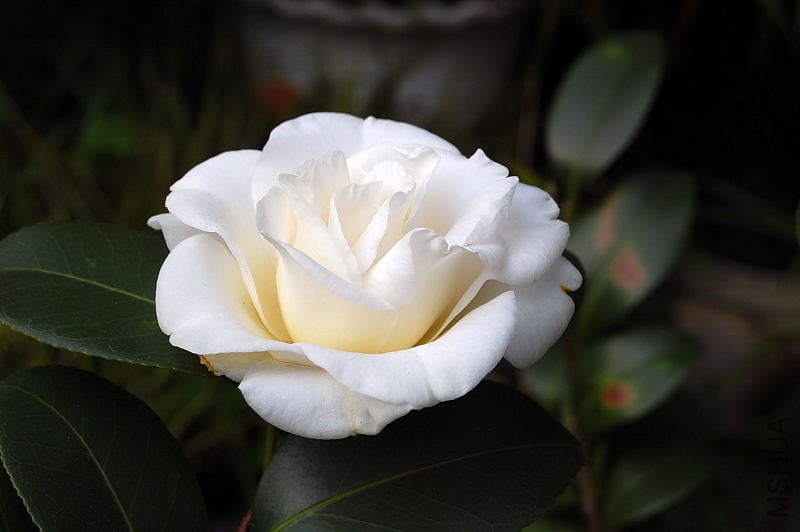 DSC_93110040.JPG