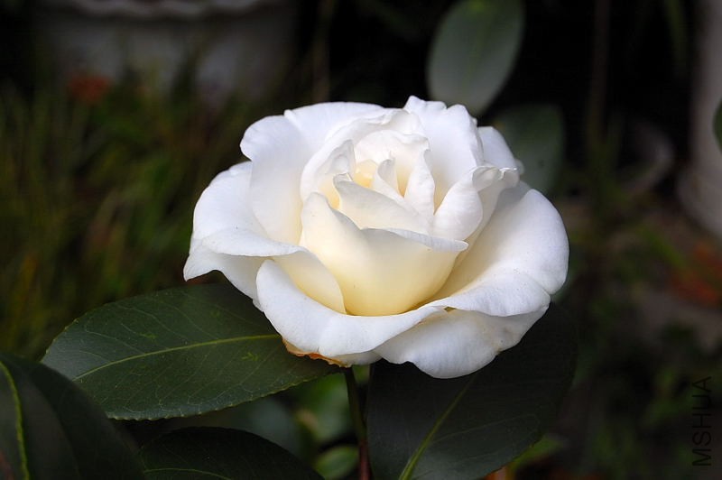 DSC_93050034.JPG