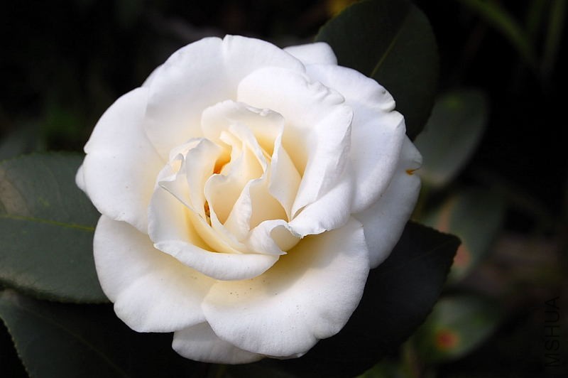 DSC_92880017.JPG