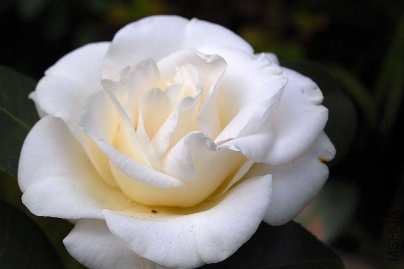 DSC_93000029.JPG