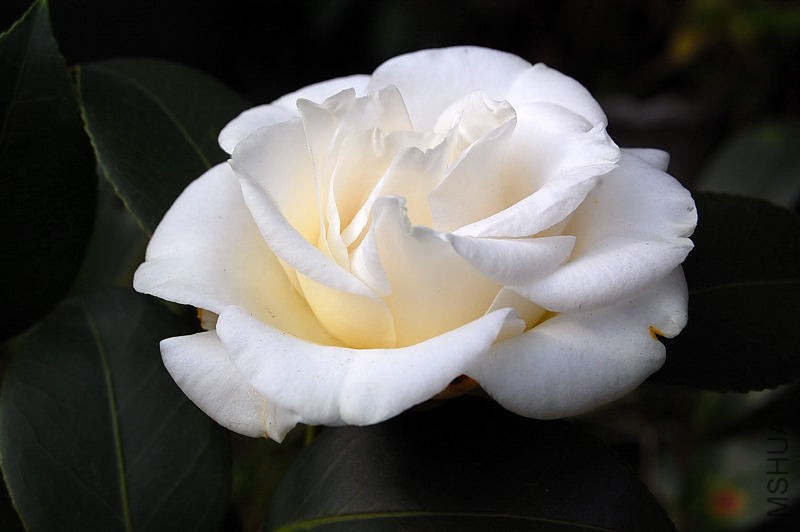 DSC_92950024.JPG
