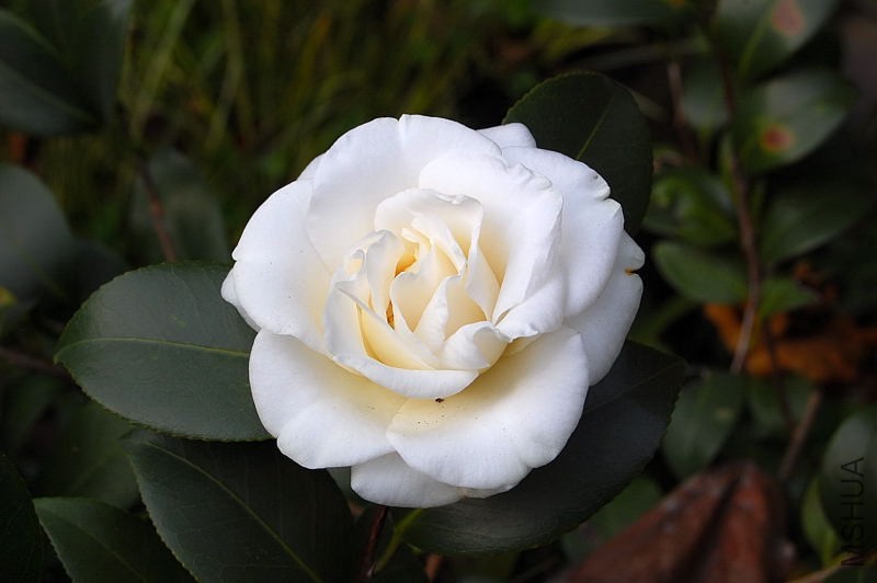 DSC_93030032.JPG