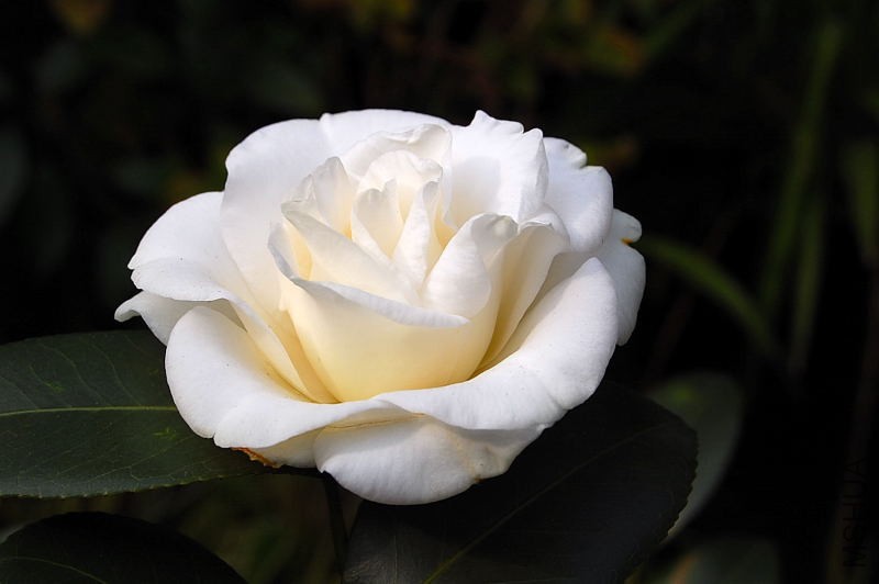 DSC_92930022.JPG