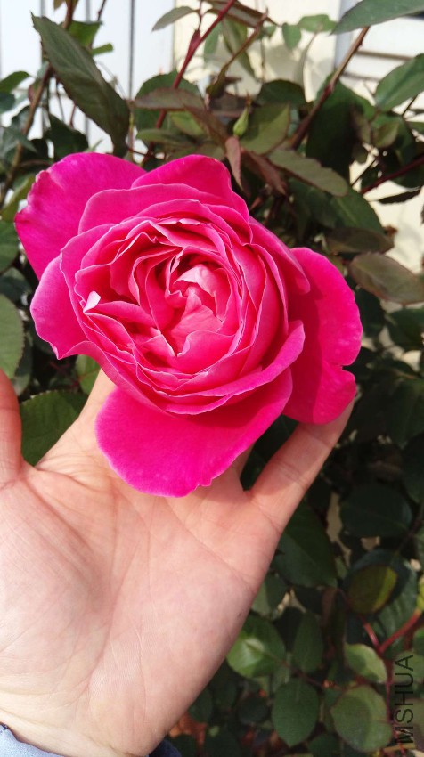 IMAG1095.jpg