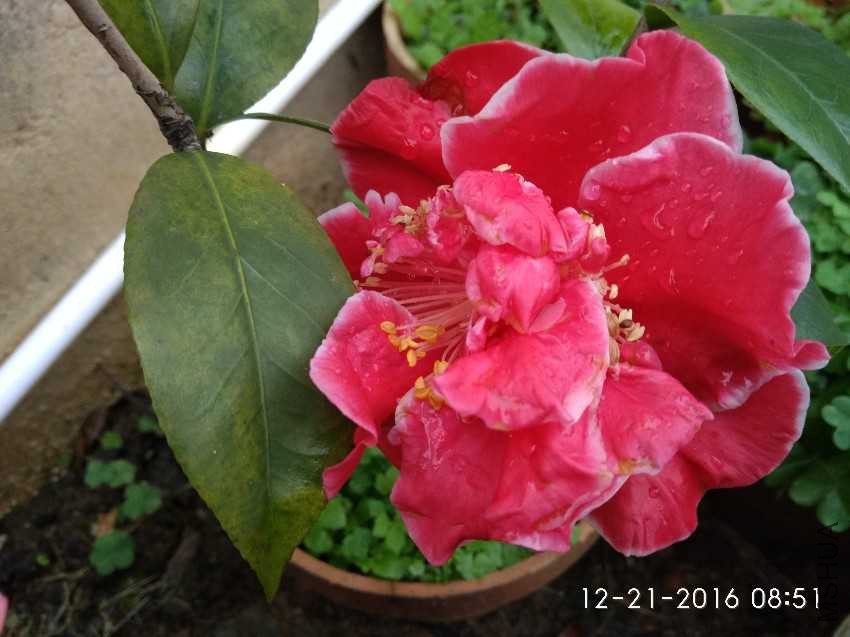 IMG_20161221_085159.jpg