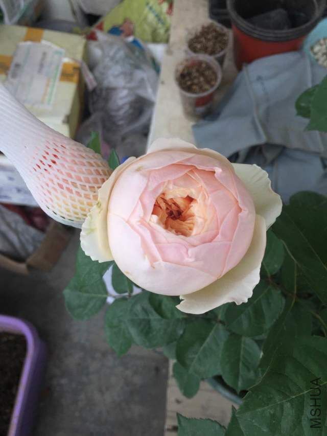 QQͼƬ20160512221942.jpg
