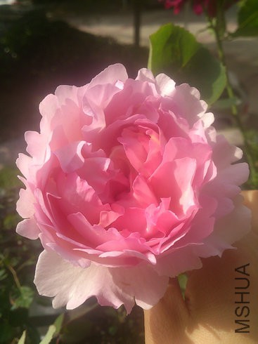 DSC_3230.jpg