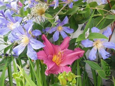 Clematis Juuli.jpg