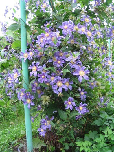 clematis klematis karho juuli.jpg