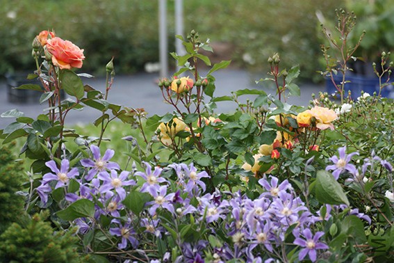 clematis karho klematis juuli 2.jpg