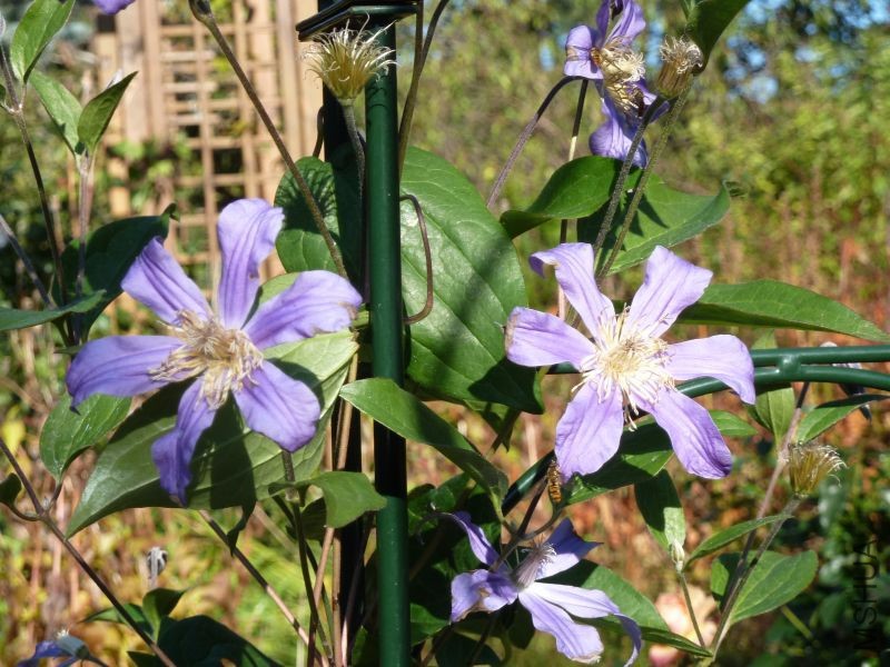 Clematis Juuli (1).jpg