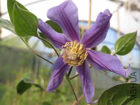 clematis-juuli_large.jpg