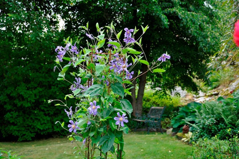 clematis-int-juuli.jpg