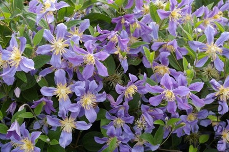 clematis-juuli-150-422.jpg