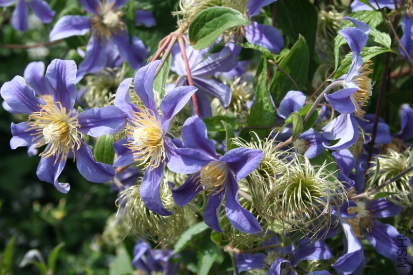 Clematis-Juuli-2.jpg