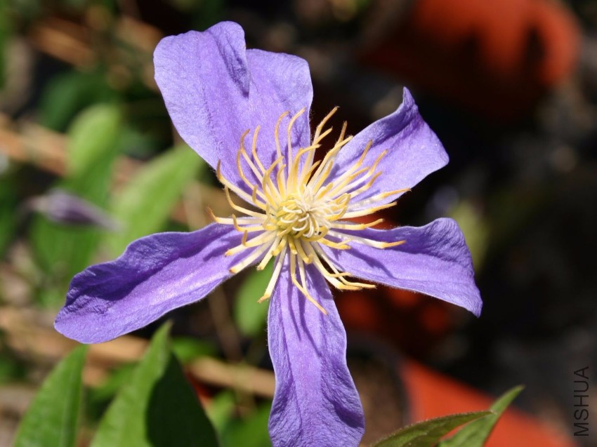 clematis-juuli-m003222_h_0.jpg