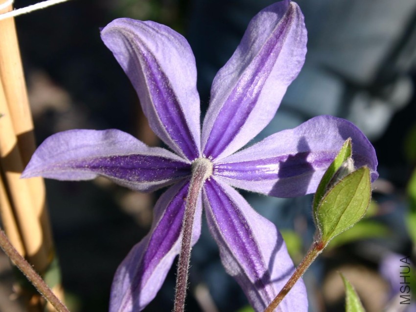 clematis-juuli-m003222_w_2 (1).jpg