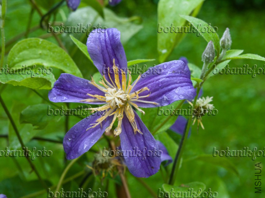 image-photo-solitary-clematis-clematis-integrifolia-juuli-450057.jpg