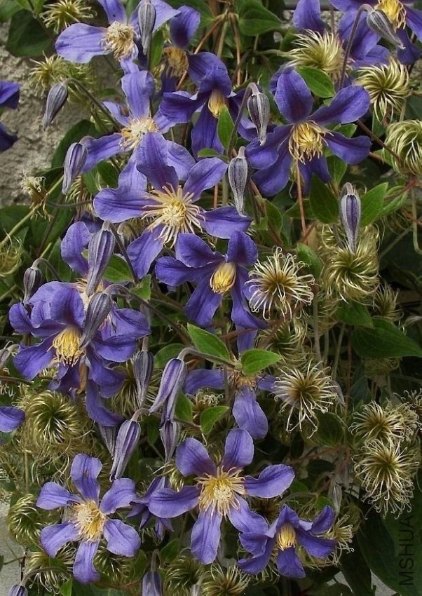 clematis-sorte-juuli-waldrebe-blaue-blueten-kletterpflanze.jpg