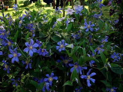 Staudenclematis Juuli.jpg