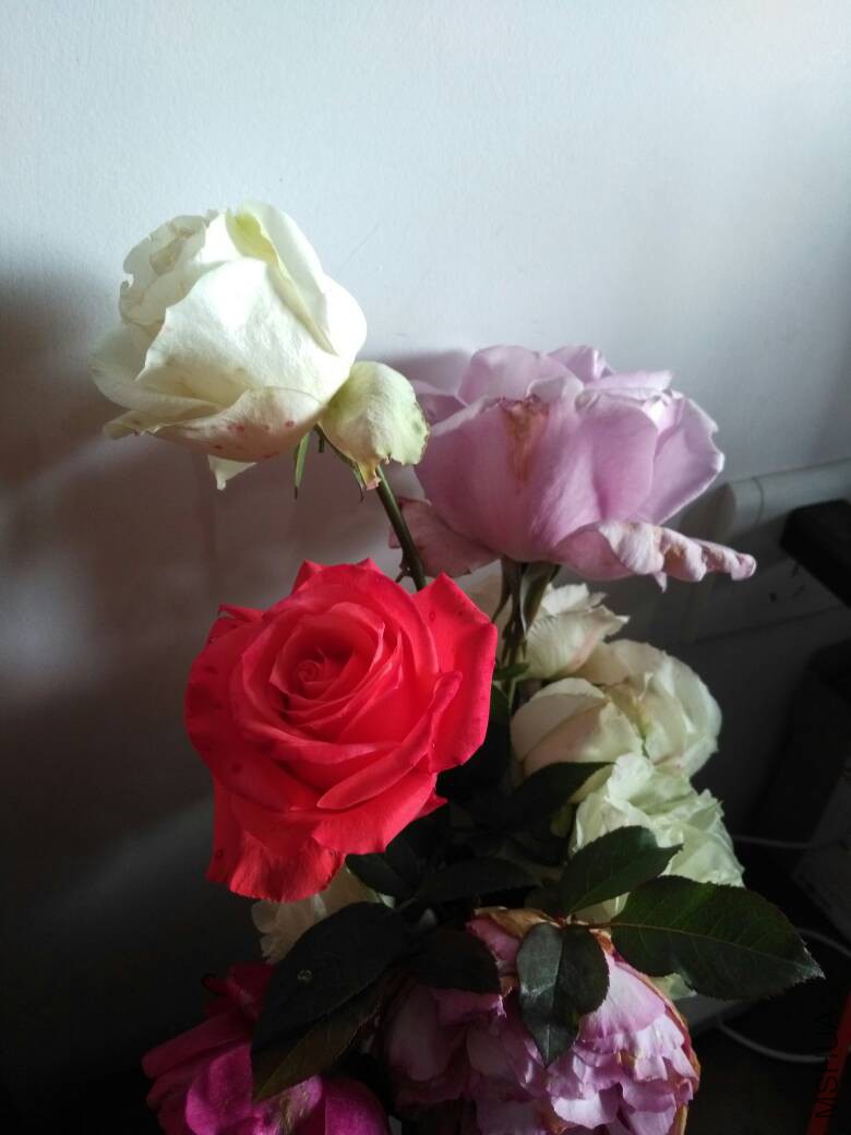 144626nevv7gaa5efz5az0.jpg