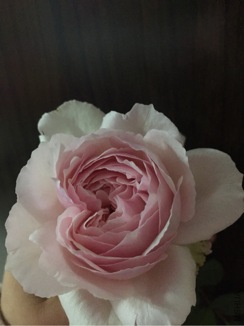201131u9tm8wkmrar9r8te.jpg