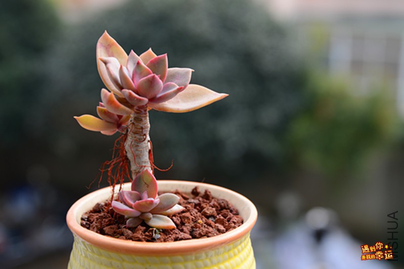 ��Ƭ 081_����.jpg