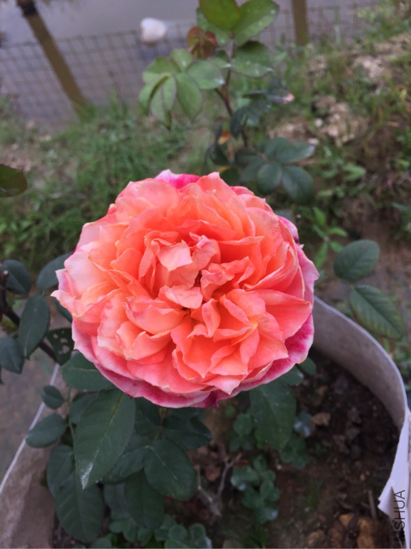 002914p5qt84x4x4488ve4.jpg