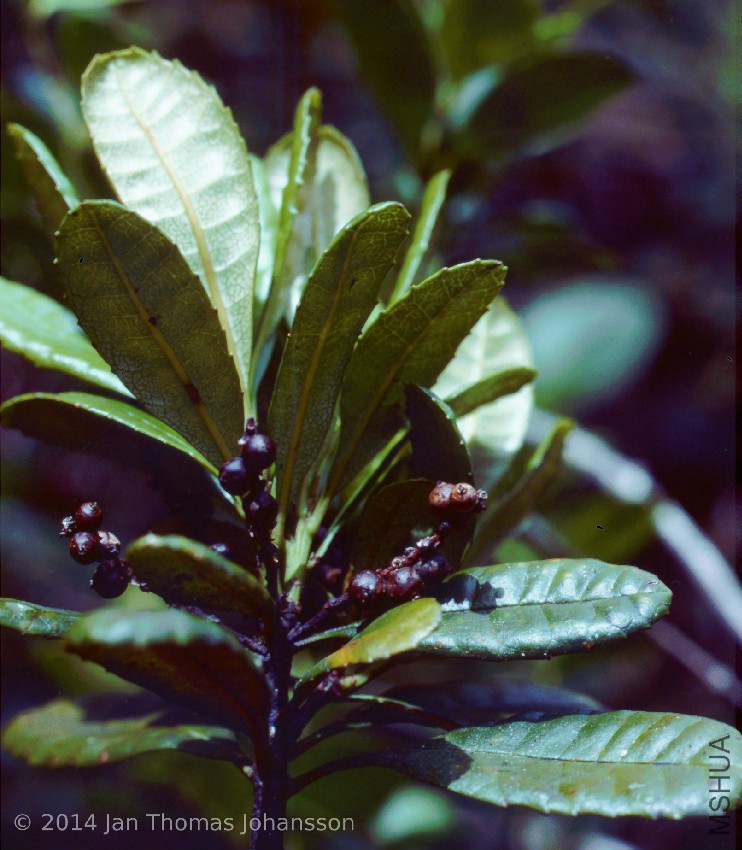 Canacomyrica monticola 2 Mt Koghi, New Caledonia 831116.jpg