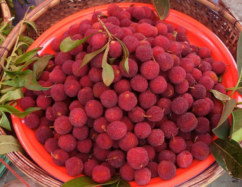 red bayberry_edit.jpg