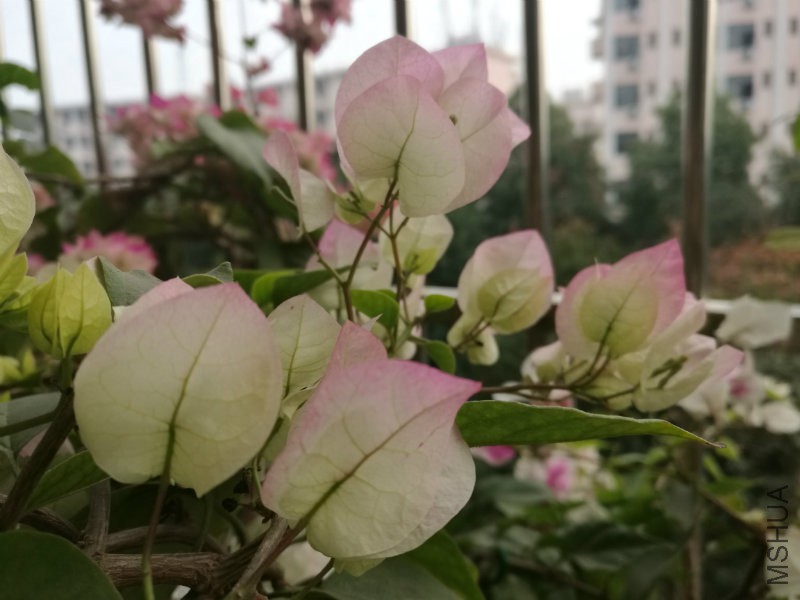 IMG_20161218_154316.jpg