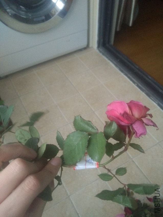 IMG_20161229_160519.jpg