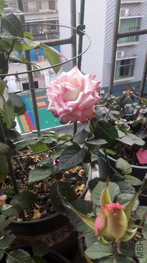 IMG_20161230_155202.jpg