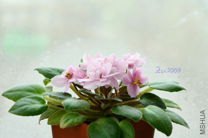 DSC_3441.JPG