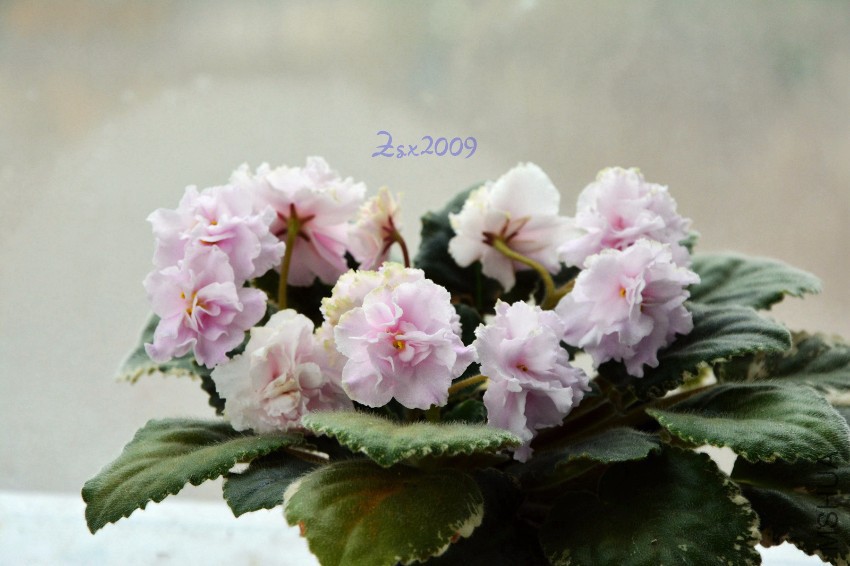 DSC_3447.JPG