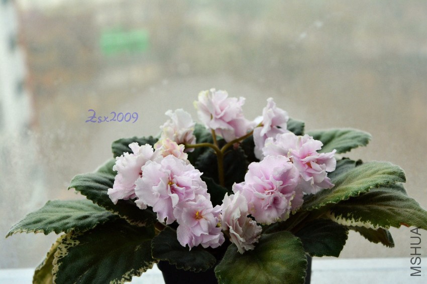 DSC_3453.JPG