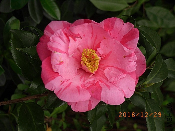 225447a7ns779m2h7p9u9p (1).jpg