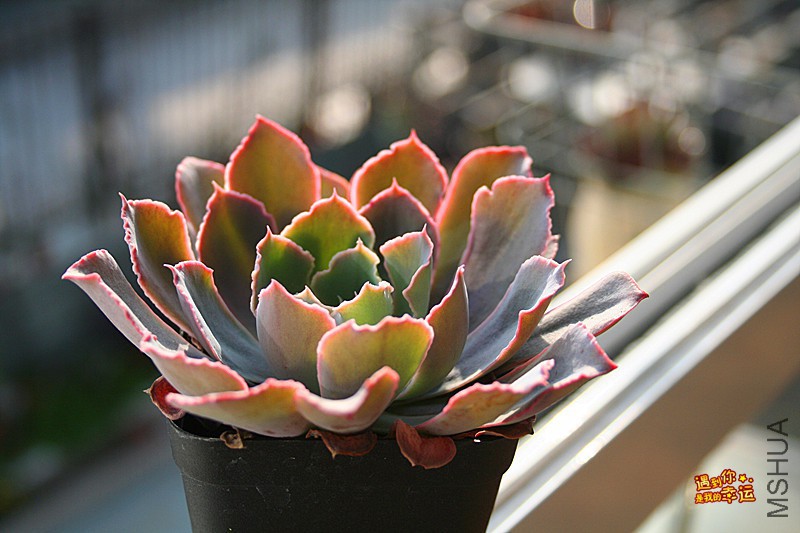 ��Ƭ 231_����.jpg