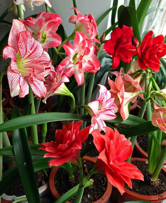 IMG_0250.JPG