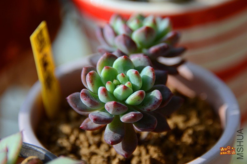 ��Ƭ 004_����.jpg