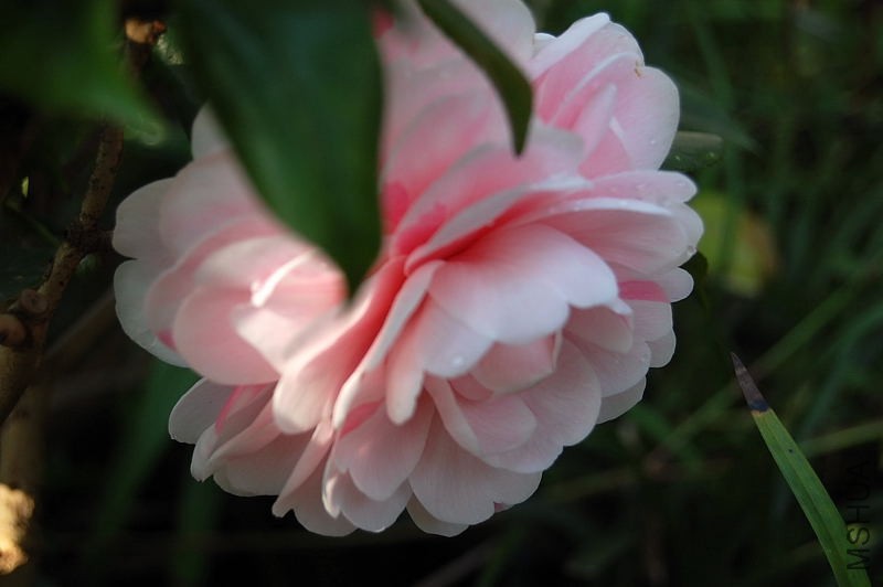 DSC_02720080.JPG
