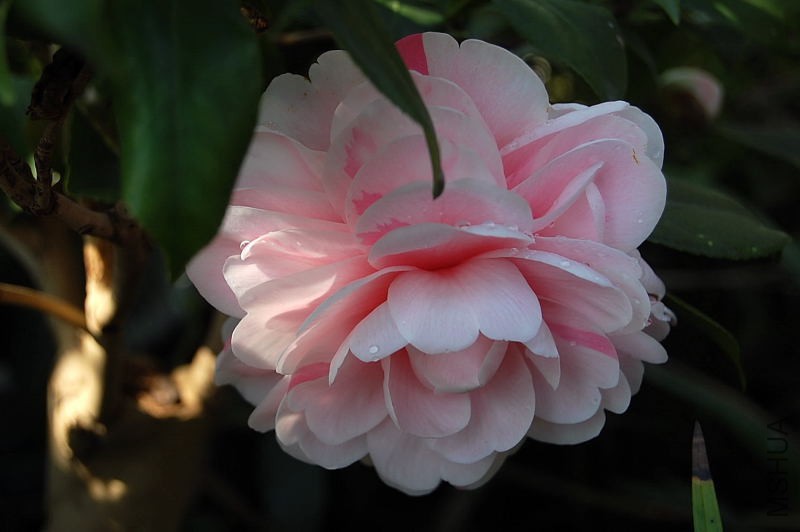 DSC_02640072.JPG