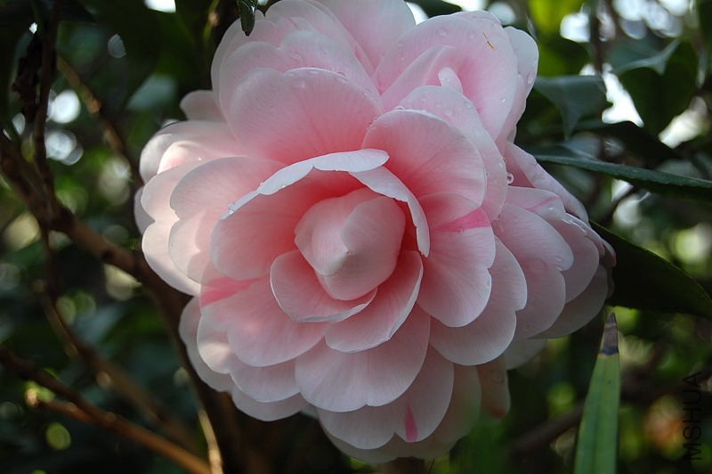DSC_02600068.JPG