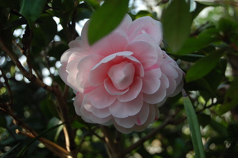 DSC_02530061.JPG